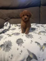 Rory, a male Poodle - Miniature  for sale in Pinon Hills, CA – 1 of 4