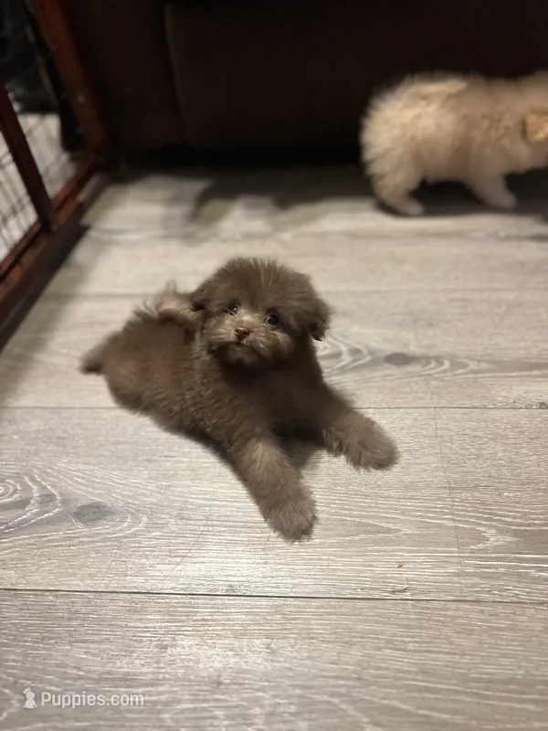 Coco – Pomapoo puppy for sale in Pinon Hills, CA