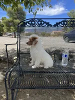 Duke , a male Poodle - Miniature  for sale in Pinon Hills, CA – 3 of 4