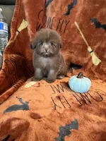 Mocha, a female Pomapoo for sale in Pinon Hills, CA – 5 of 6