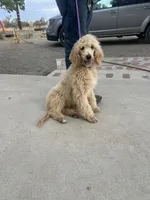 Peanut, a male Poodle - Miniature  for sale in Pinon Hills, CA – 2 of 4
