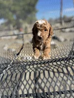 Bailey, a male Poodle - Miniature  for sale in Pinon Hills, CA – 4 of 5