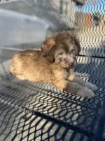 Buddy, a male Poodle - Miniature  and Whoodle for sale in Pinon Hills, CA – 5 of 5