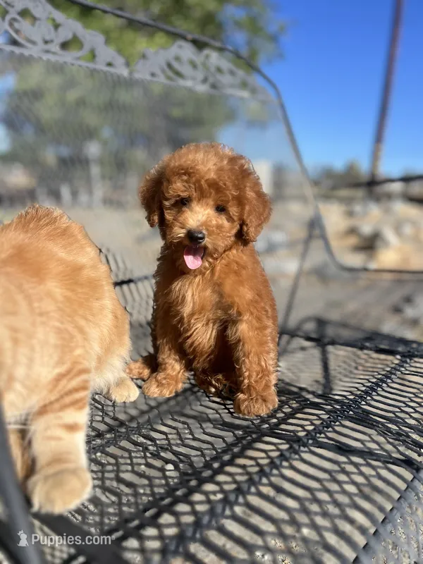 Rory – Poodle - Miniature  puppy for sale in Pinon Hills, CA