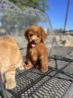Rory, a male Poodle - Miniature  for sale in Pinon Hills, CA – 1 of 5
