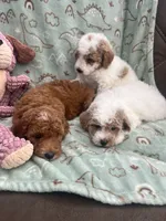 Chester, a male Poodle - Miniature  for sale in Pinon Hills, CA – 6 of 7
