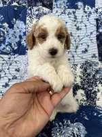 Chopper, a male Poodle - Miniature  for sale in Pinon Hills, CA – 3 of 7