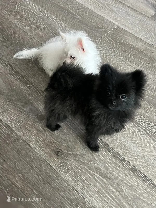 Luna – Pomeranian puppy for sale in Pinon Hills, CA