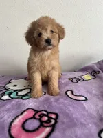 Jessie, a female Poodle - Toy  for sale in Pinon Hills, CA – 3 of 5