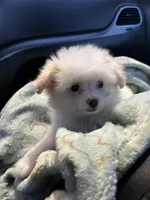 Cherry, a female Pomapoo for sale in Pinon Hills, CA – 5 of 6