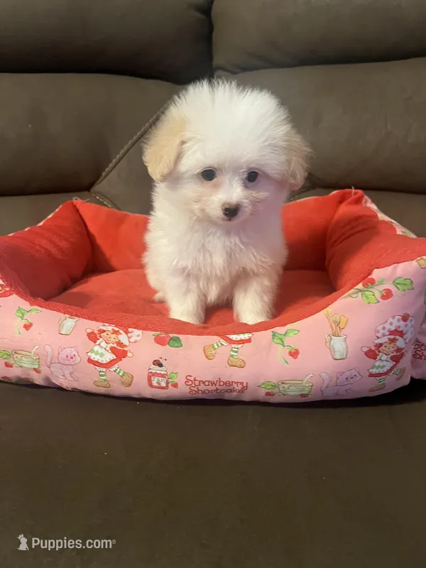 Cherry – Pomapoo puppy for sale in Pinon Hills, CA