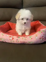 Cherry, a female Pomapoo for sale in Pinon Hills, CA – 1 of 6