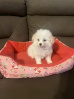 Cherry, a female Pomapoo for sale in Pinon Hills, CA – 3 of 6