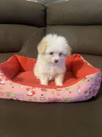 Cherry, a female Pomapoo for sale in Pinon Hills, CA – 2 of 6