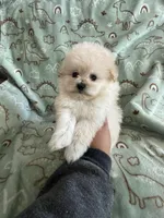 Popcorn, a male Pomapoo for sale in Pinon Hills, CA – Photo 4 of 5