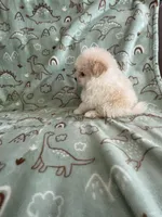 Popcorn, a male Pomapoo for sale in Pinon Hills, CA – Photo 3 of 5