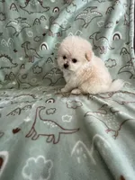 Popcorn, a male Pomapoo for sale in Pinon Hills, CA – Photo 2 of 5