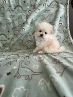 Popcorn, a male Pomapoo for sale in Pinon Hills, CA – Photo 1 of 5