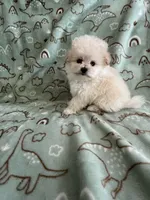 Popcorn, a male Pomapoo for sale in Pinon Hills, CA – Photo 5 of 5