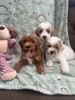 Charles, a male Poodle - Miniature  for sale in Pinon Hills, CA – 4 of 5