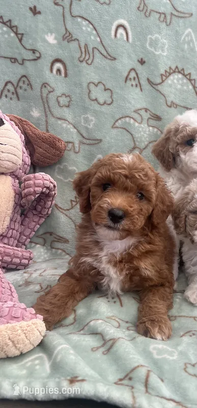 Charles – Poodle - Miniature  puppy for sale in Pinon Hills, CA