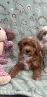 Charles, a male Poodle - Miniature  for sale in Pinon Hills, CA – 1 of 5