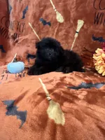 Midnight, a male Pomapoo for sale in Pinon Hills, CA – 2 of 3
