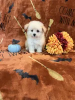 Belle, a female Pomapoo for sale in Pinon Hills, CA – 3 of 6