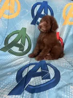 Hershey, a male Poodle - Toy  for sale in Pinon Hills, CA – 2 of 4