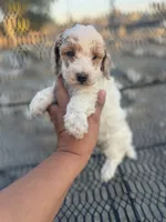 Spots, a male Poodle - Miniature  for sale in Pinon Hills, CA – 4 of 4