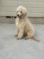 Peanut, a male Poodle - Miniature  for sale in Pinon Hills, CA – 4 of 4