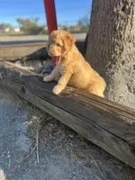 Scout, a male Soft Coated Wheaten Terrier and Poodle - Miniature  for sale in Pinon Hills, CA – 4 of 6