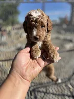 Bailey, a male Poodle - Miniature  for sale in Pinon Hills, CA – 5 of 5