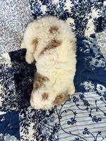 Chopper, a male Poodle - Miniature  for sale in Pinon Hills, CA – 6 of 7