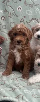 Charles, a male Poodle - Miniature  for sale in Pinon Hills, CA – 3 of 5