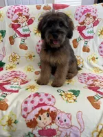 Rose, a female Soft Coated Wheaten Terrier and Poodle - Miniature  for sale in Pinon Hills, CA – 8 of 8