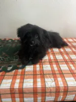 Male pomapoo, a male Pomeranian and Poodle - Toy  for sale in Pinon Hills, CA – 2 of 7