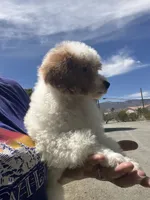 Duke, a male Poodle - Miniature  for sale in Pinon Hills, CA – 3 of 6