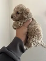 Peanut , a male Poodle - Miniature  for sale in Pinon Hills, CA – Photo 2 of 2