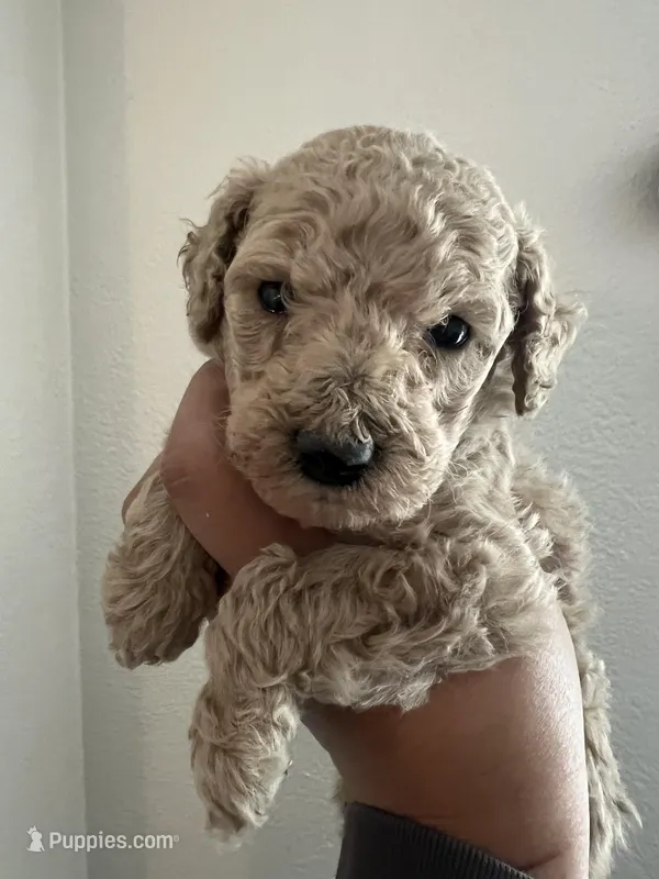 Peanut , a male Poodle - Miniature  for sale in Pinon Hills, CA – Photo 1 of 2