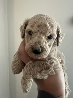 Peanut , a male Poodle - Miniature  for sale in Pinon Hills, CA – Photo 1 of 2