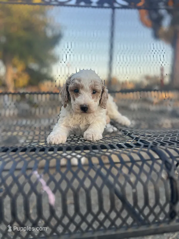 Spots – Poodle - Miniature  puppy for sale in Pinon Hills, CA