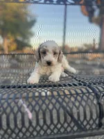 Spots, a male Poodle - Miniature  for sale in Pinon Hills, CA – 1 of 4