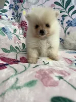 Kiara, a female Pomeranian for sale in Pinon Hills, CA – 1 of 4