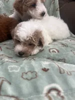 Chester, a male Poodle - Miniature  for sale in Pinon Hills, CA – 4 of 7