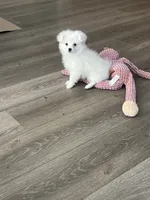Marie, a female Pomapoo for sale in Pinon Hills, CA – 4 of 5