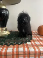 Male pomapoo, a male Pomeranian and Poodle - Toy  for sale in Pinon Hills, CA – 3 of 7