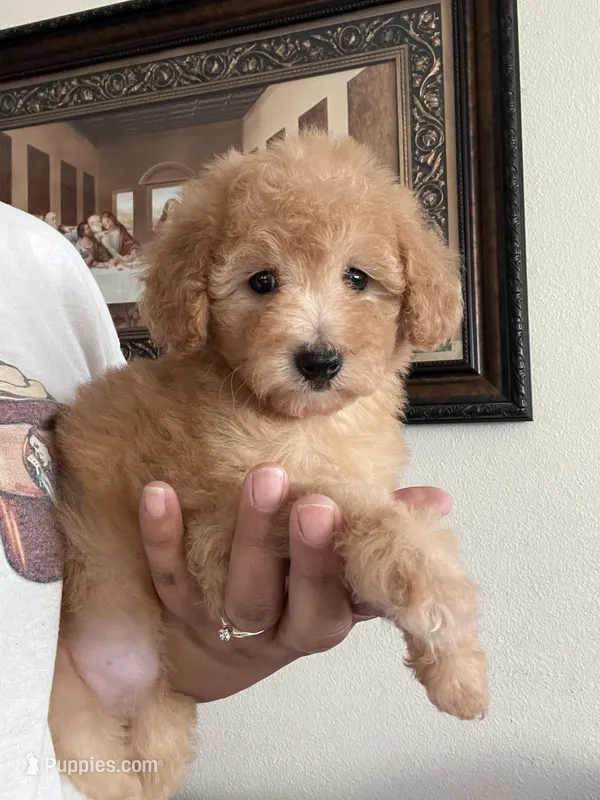 Jessie – Poodle - Toy  puppy for sale in Pinon Hills, CA
