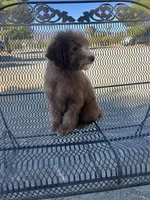 Hershey, a male Poodle - Miniature  for sale in Pinon Hills, CA – 4 of 8