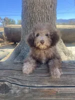 Coco, a female Poodle - Miniature  for sale in Pinon Hills, CA – 2 of 6